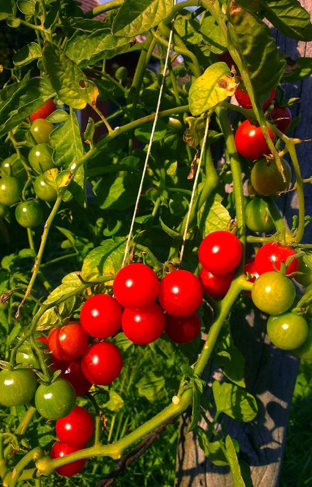 Az ő biokertje - a te biokerted