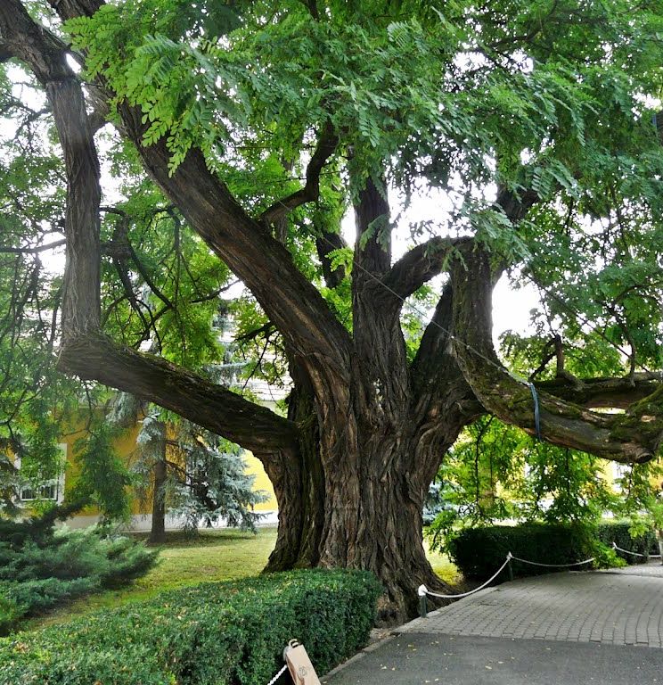 Érvek és ellenérvek az akácról folyó vitában