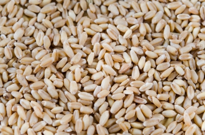 Cserebere fogadom vetőmagokkal…