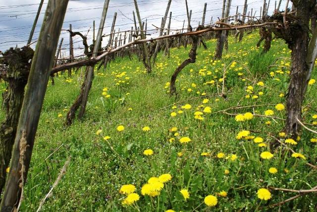 Végre itt a tavasz – Kerülj ritmusba a természettel!