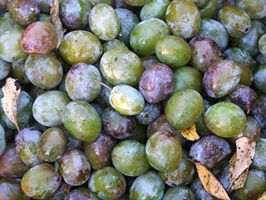 XXIX. Gömörszőlősi Paraszt-Wellness 2013. szeptember 20 – szeptember 22.