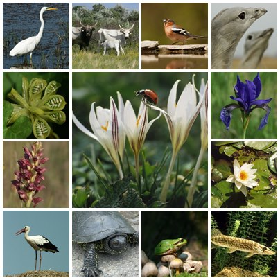 Ma van a biológiai sokféleség világnapja