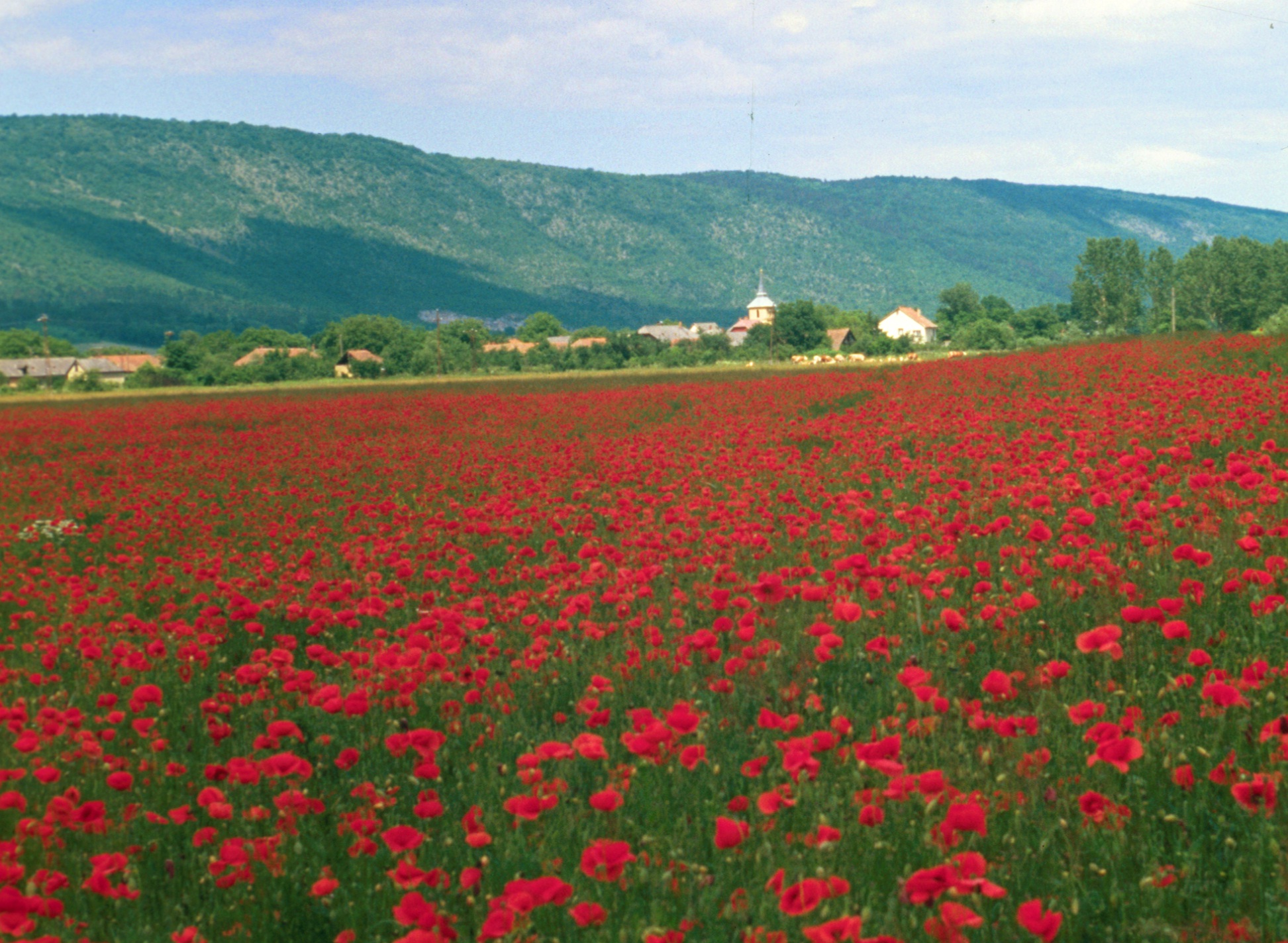 Álljunk ki együtt a magyar természetért!